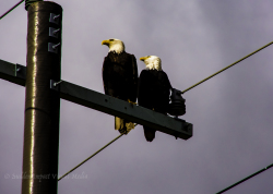 Two bald eagles perched on power pole in Snohomish, Washington.