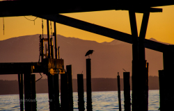 A blue heron atop dock piling at sunset, Haine's Wharf Park, Edmonds, Washington.
