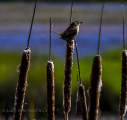 Bird sits on top of cat tails, Edmonds Marsh Park, Edmonds, Washington.