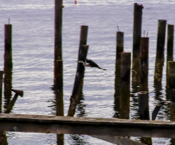 Blue heron flying through dock pilings, Haine's Wharf Park, Edmonds, Washington.