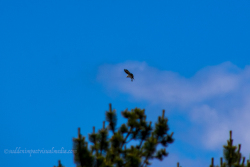 Osprey lines up to pounce on his target, Edmonds, Washington.