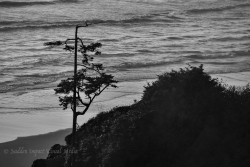 Wind blown tree stands sentinel over the beach from a rocky ledge. Olympic National Park, Washington.