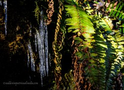 Icicles hiding from the direct sun. Baker Lake, Mt Baker Snoqualmie National Forest, Rockport, Washington.