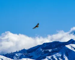 ahawkslowlycirclesthesnowylandscapelookingforpreymtsthelenswashington.jpg