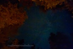 Summer-Nights-2025-09