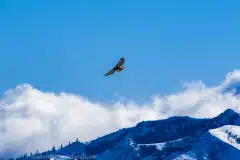 ahawkslowlycirclesthesnowylandscapelookingforpreymtsthelenswashington.jpg